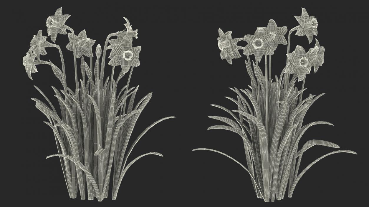 3D model Narcissus Flowers Growing