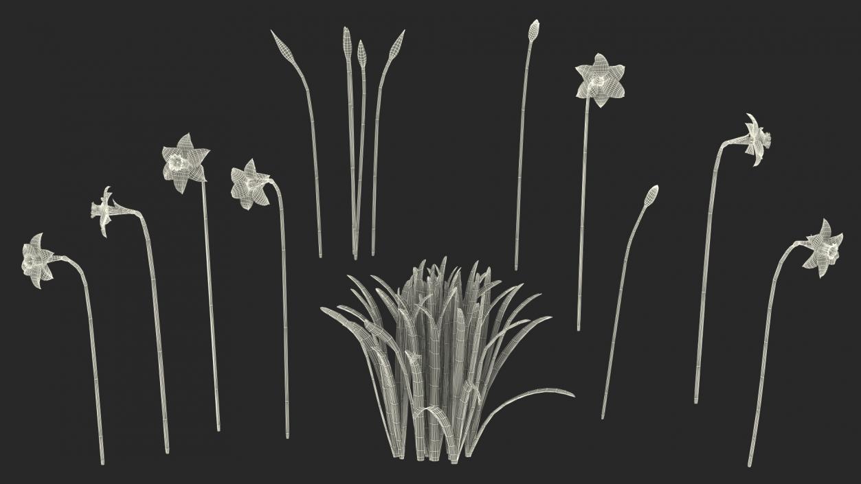 3D model Narcissus Flowers Growing