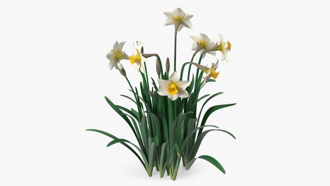 3D model Narcissus Flowers Growing