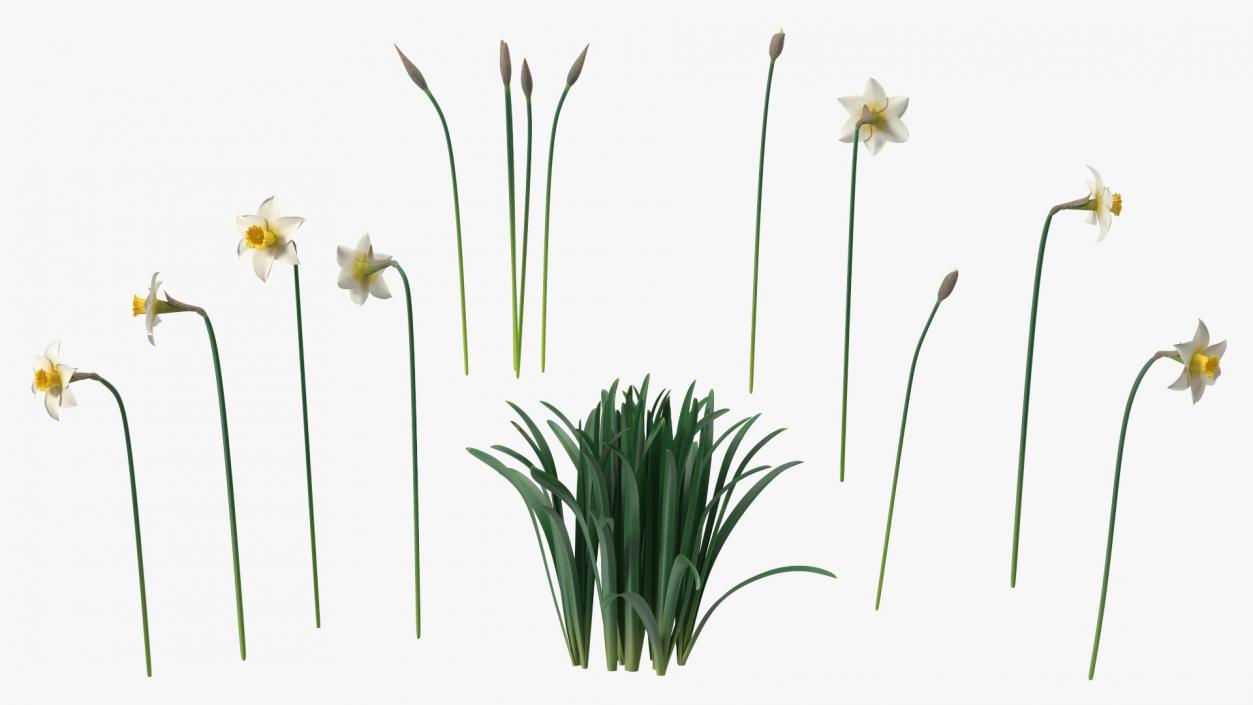 3D model Narcissus Flowers Growing