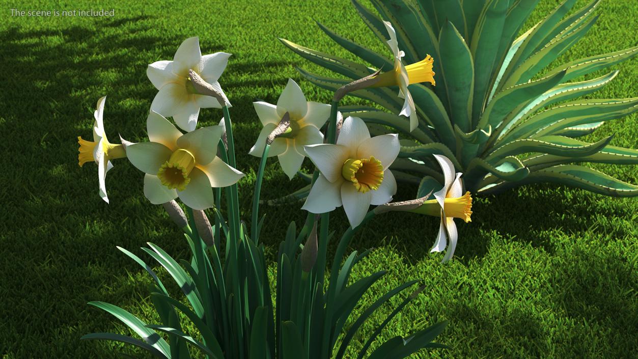 3D model Narcissus Flowers Growing