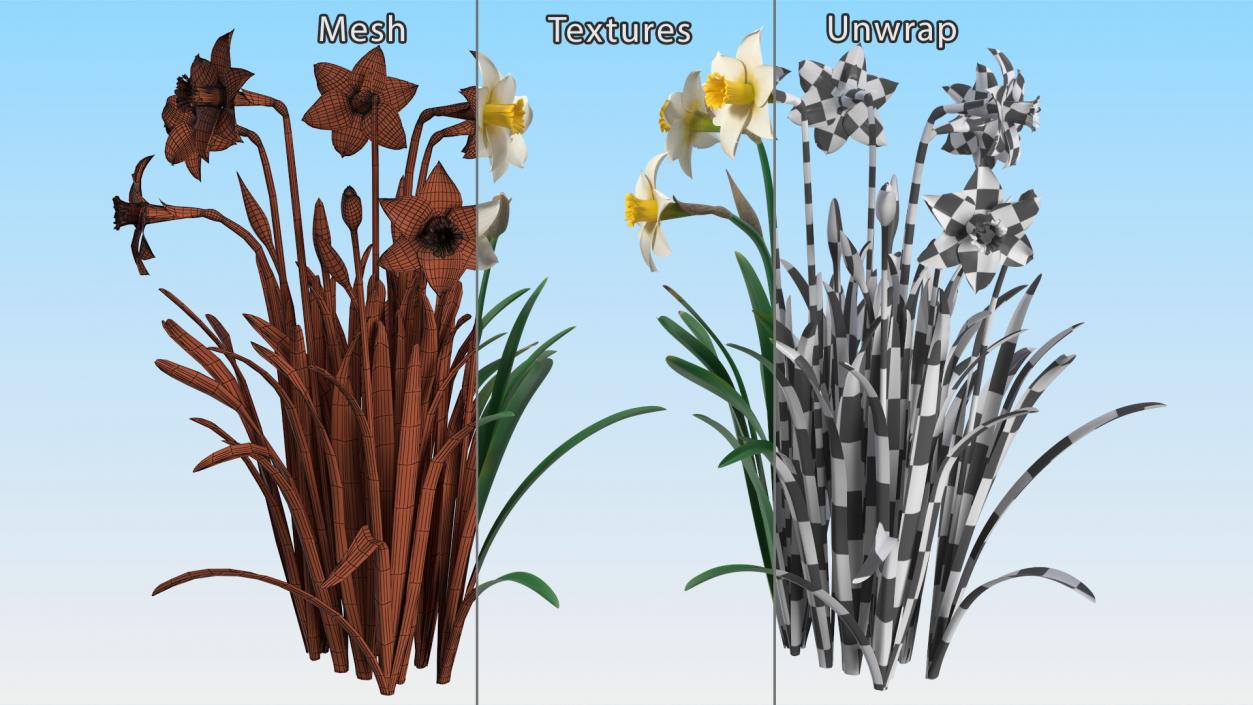 3D model Narcissus Flowers Growing