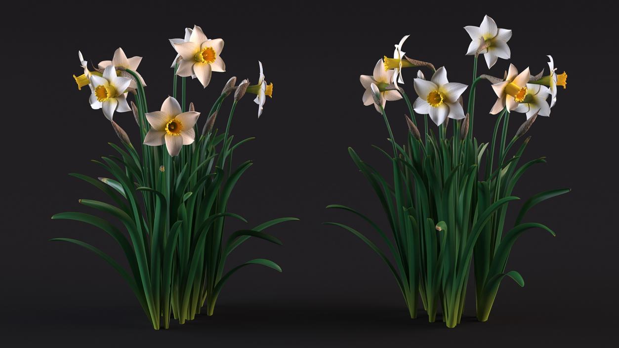 3D model Narcissus Flowers Growing