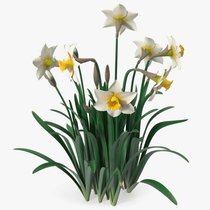 3D model Narcissus Flowers Growing