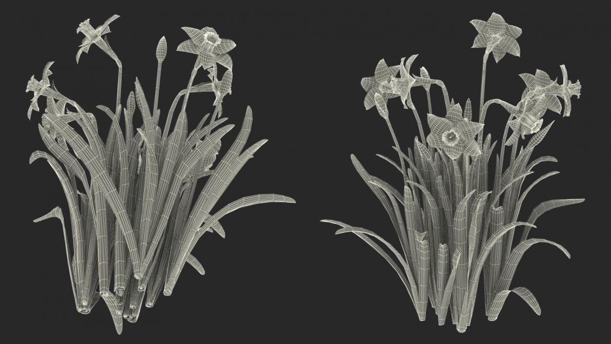 3D model Narcissus Flowers Growing