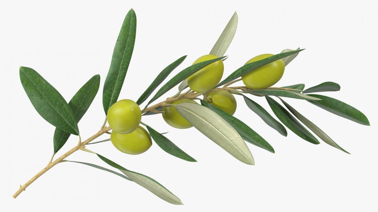 3D model Olive Branch with Green Olives