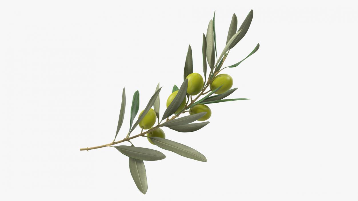 3D model Olive Branch with Green Olives