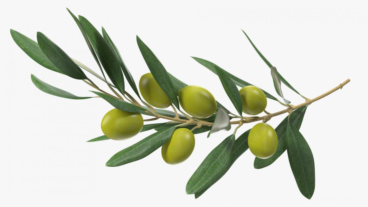 3D model Olive Branch with Green Olives