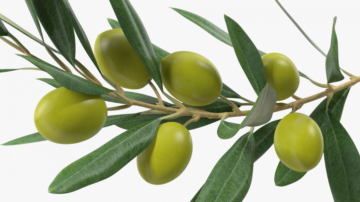 3D model Olive Branch with Green Olives