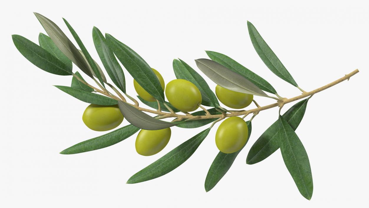 3D model Olive Branch with Green Olives