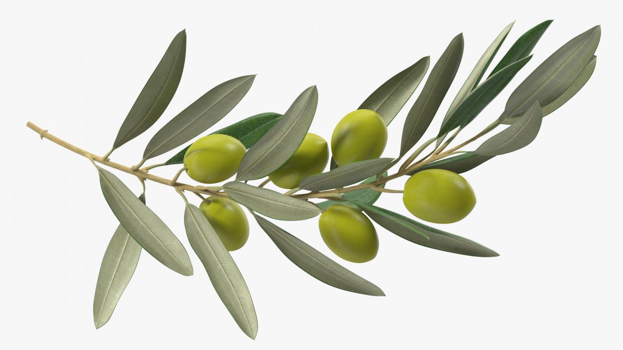 3D model Olive Branch with Green Olives