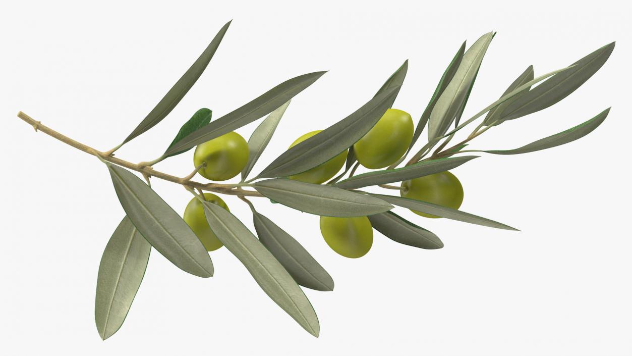 3D model Olive Branch with Green Olives