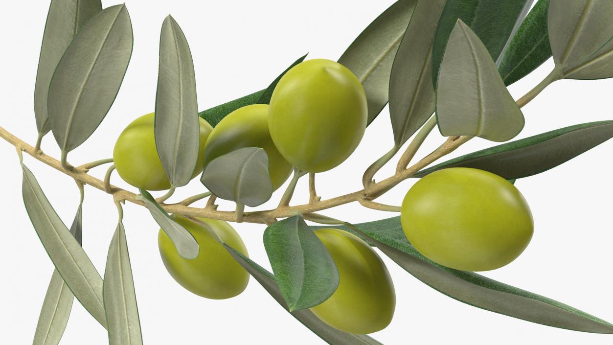 3D model Olive Branch with Green Olives