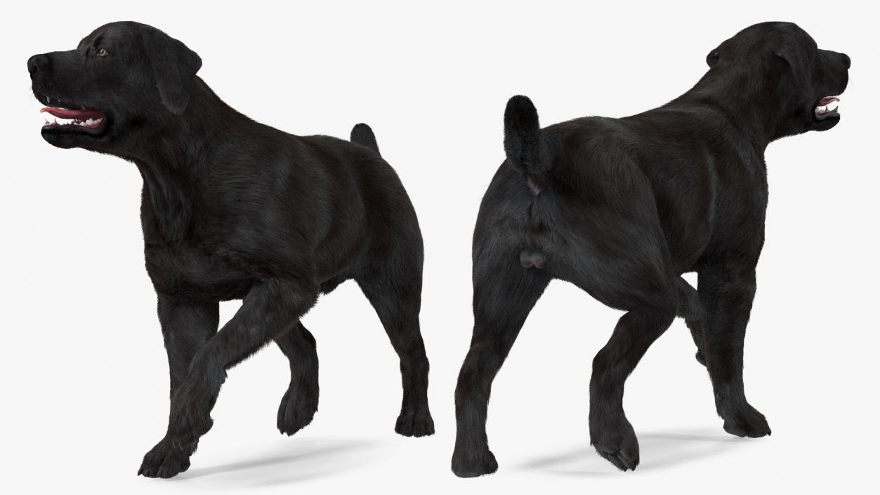 3D model Labrador Dog Black Walking Fur