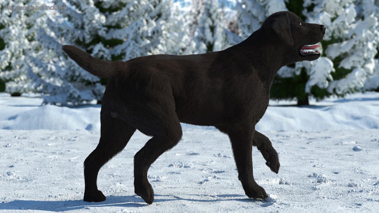 3D model Labrador Dog Black Walking Fur