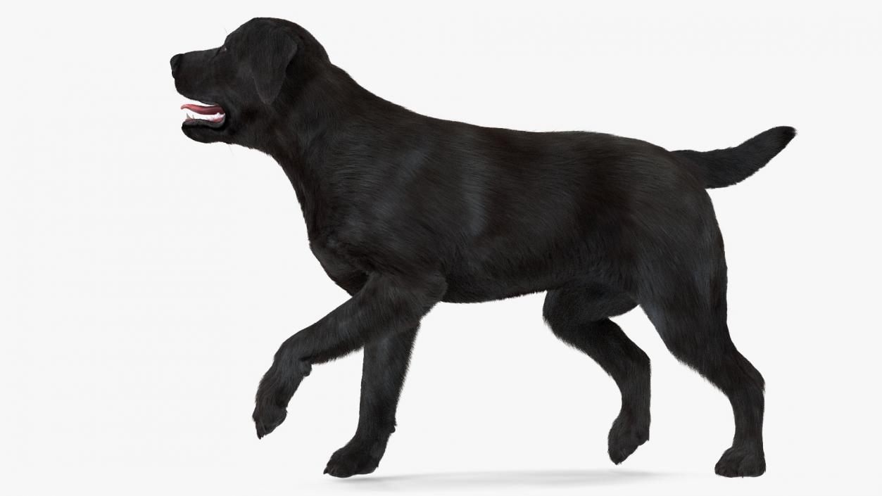 3D model Labrador Dog Black Walking Fur