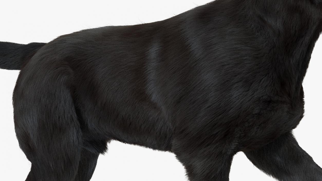 3D model Labrador Dog Black Walking Fur