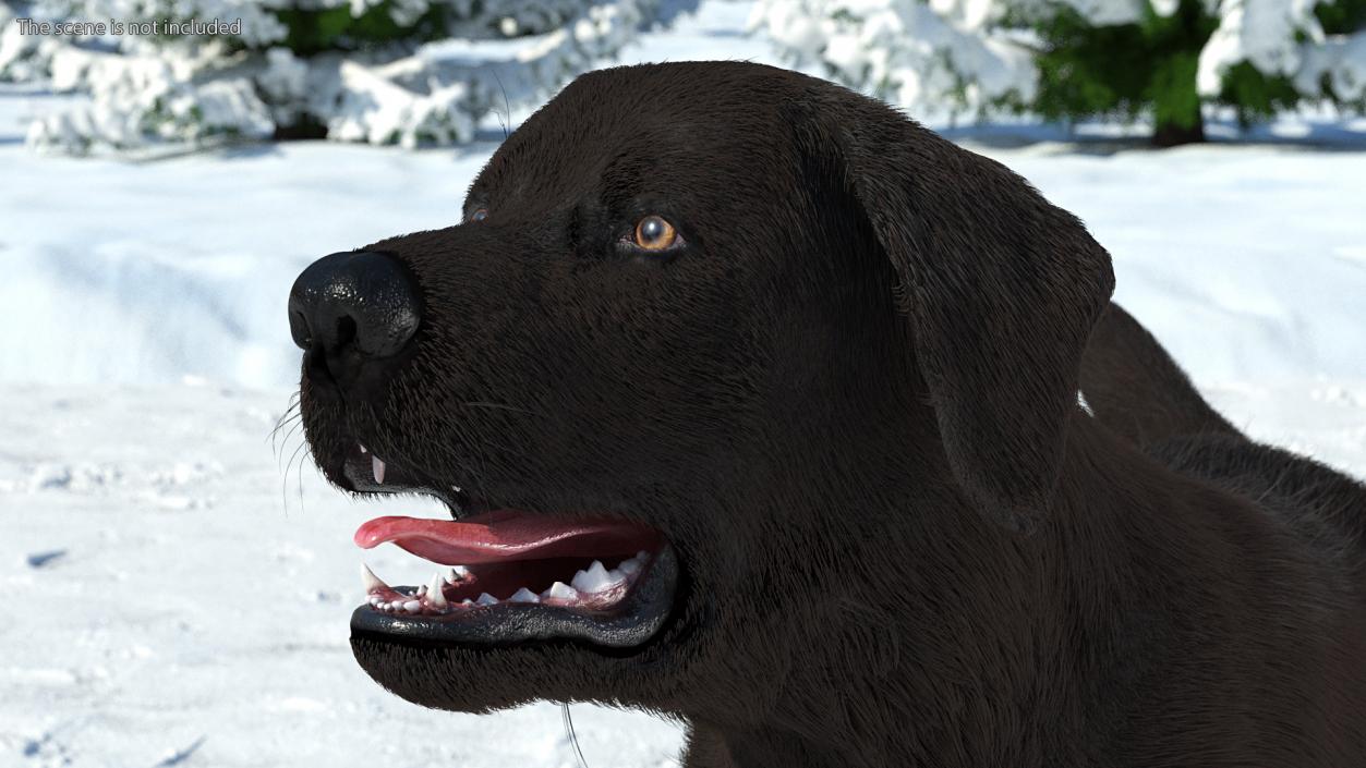 3D model Labrador Dog Black Walking Fur