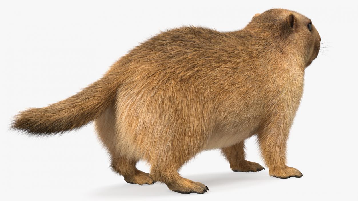 3D model Marmot Fur