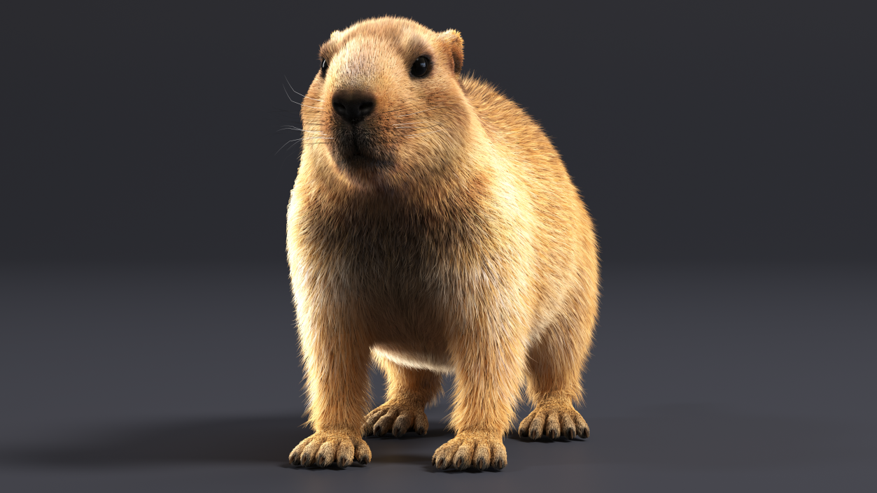 3D model Marmot Fur