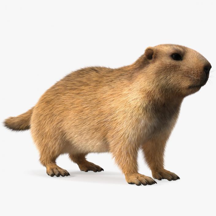 3D model Marmot Fur