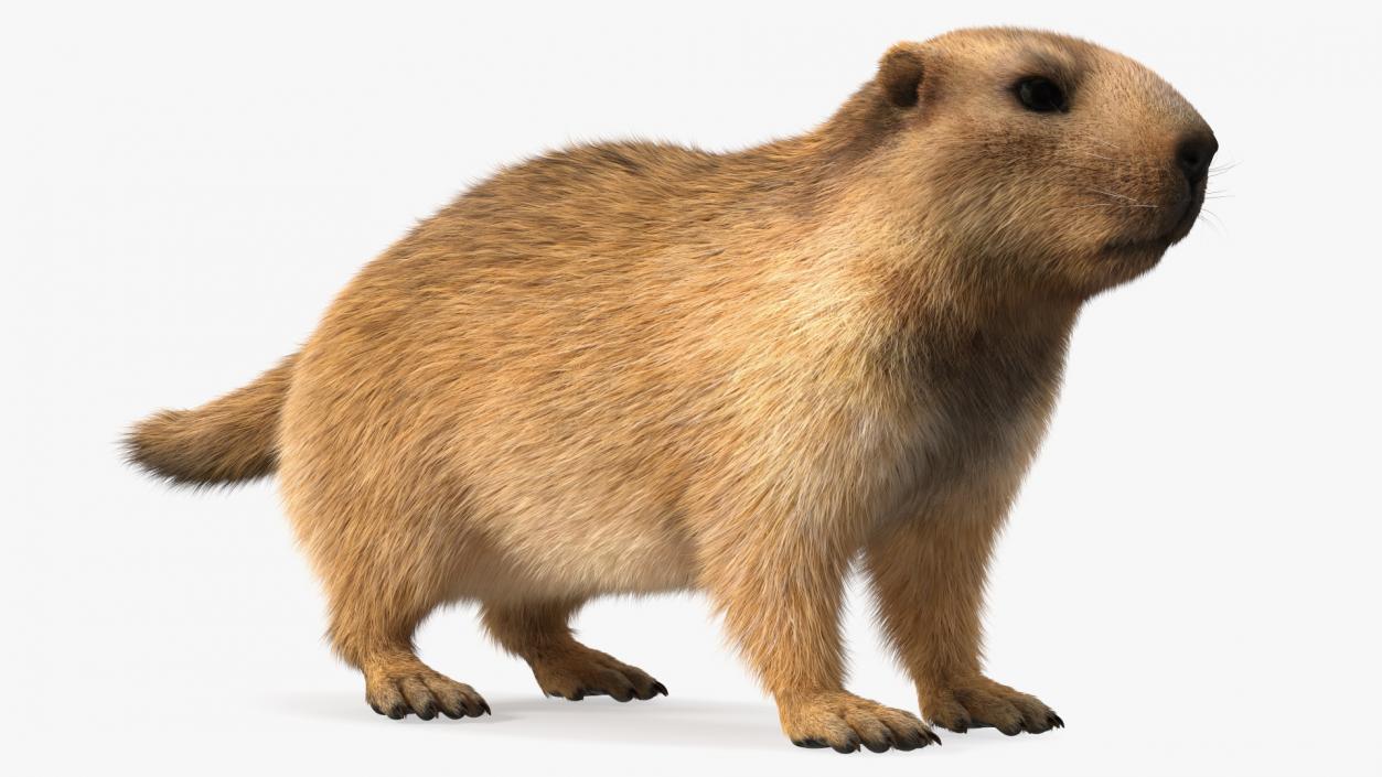 3D model Marmot Fur