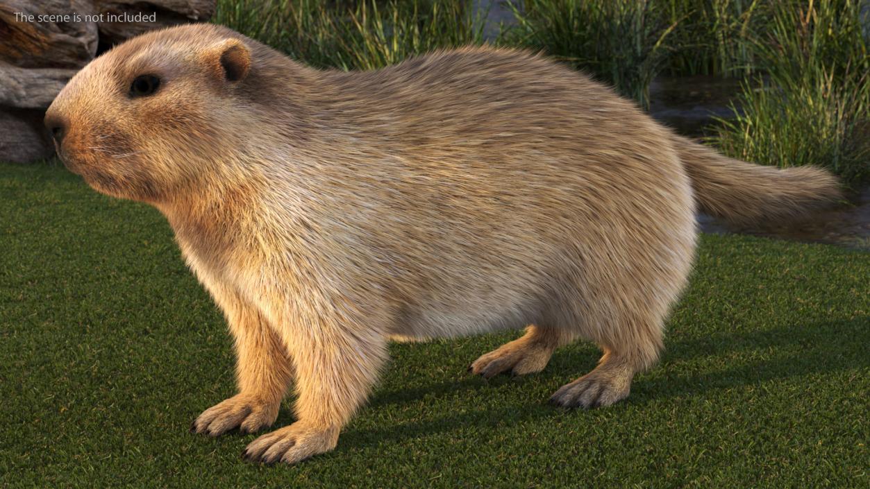 3D model Marmot Fur