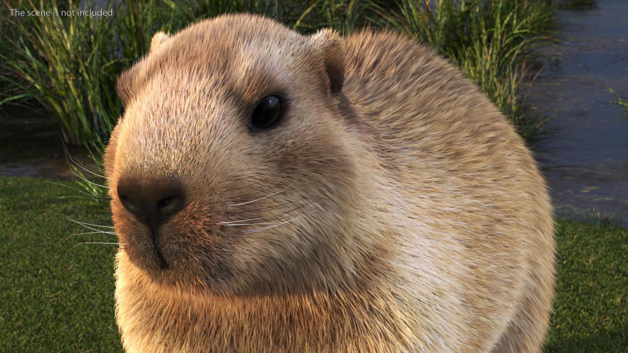 3D model Marmot Fur