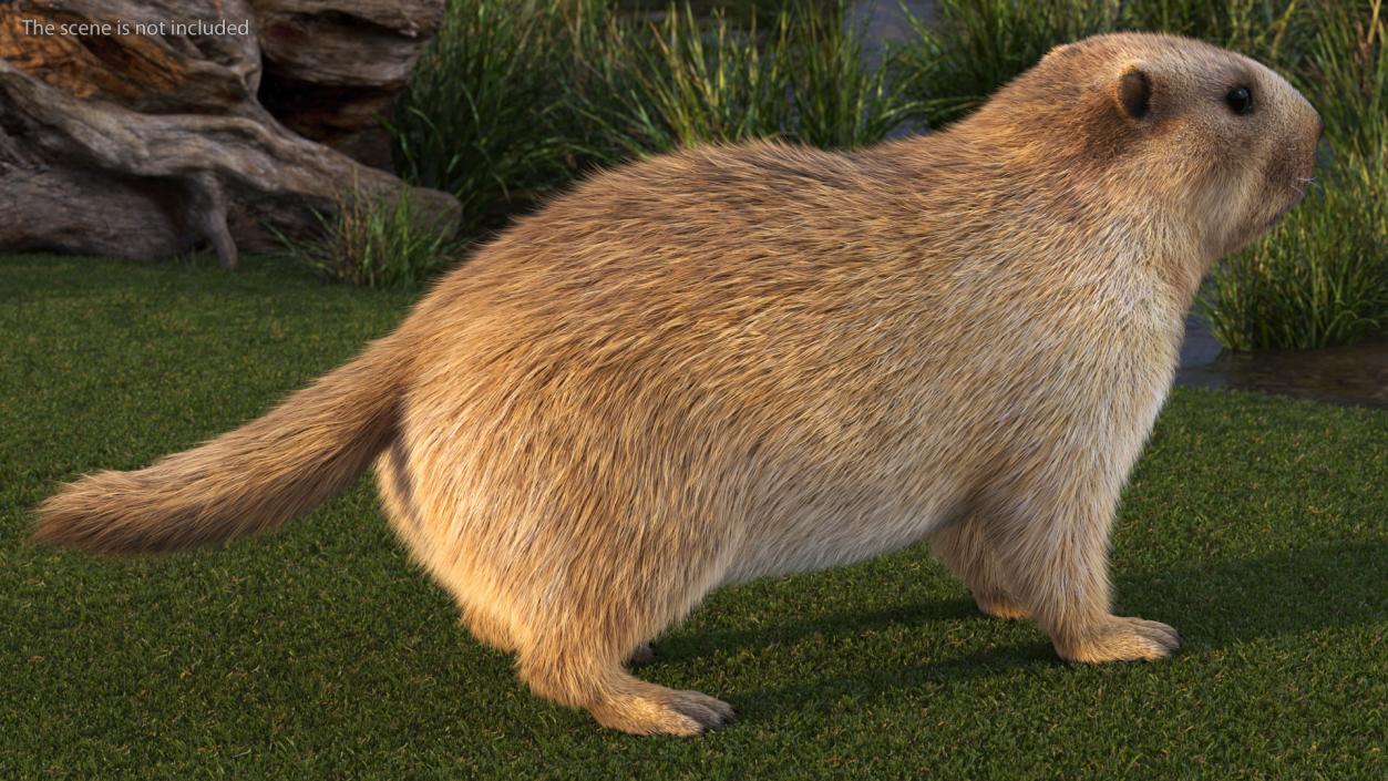 3D model Marmot Fur