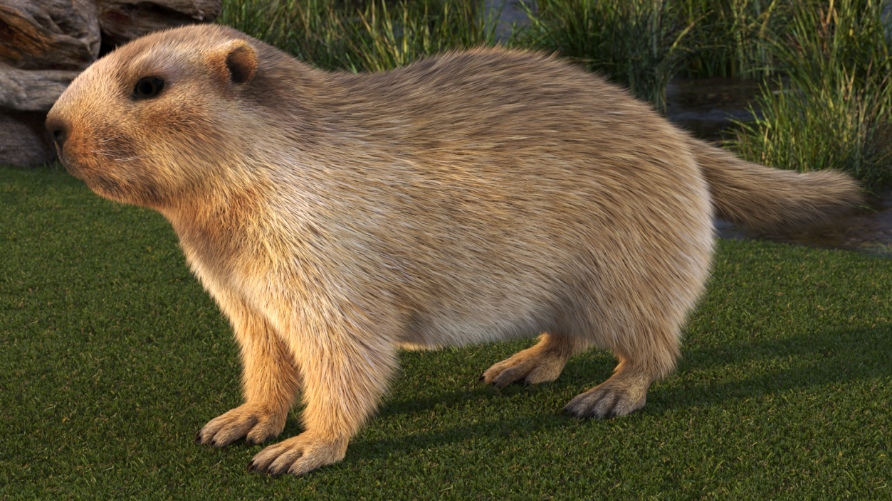 3D model Marmot Fur