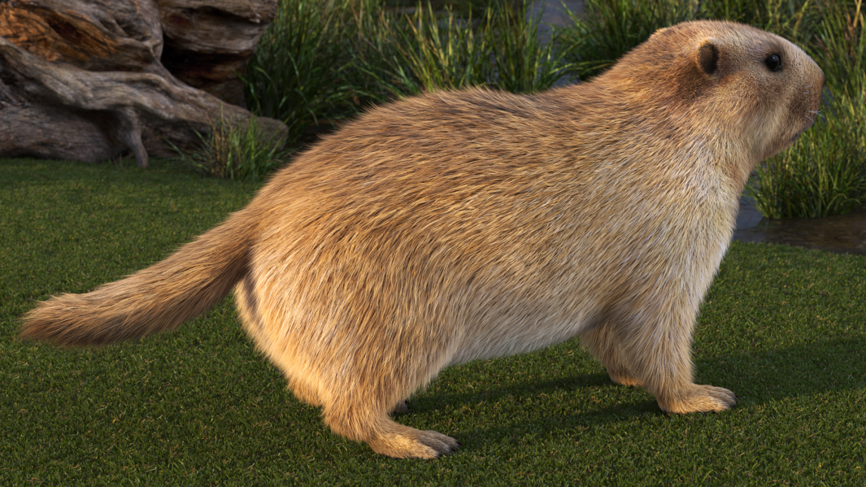 3D model Marmot Fur