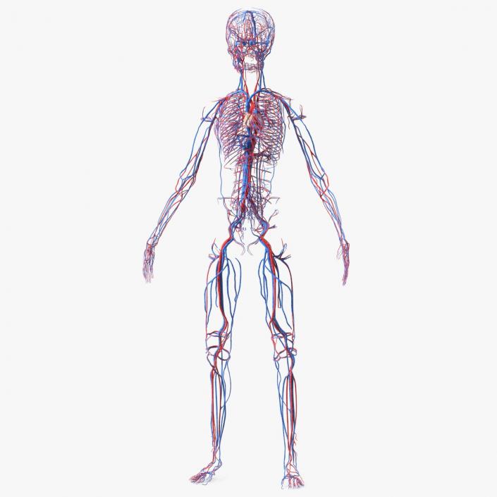 3D Girl Circulatory System model