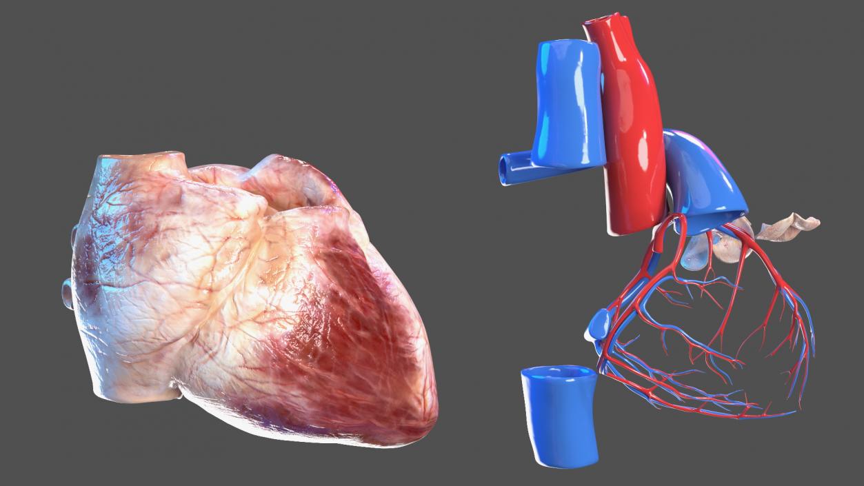 3D Girl Circulatory System model