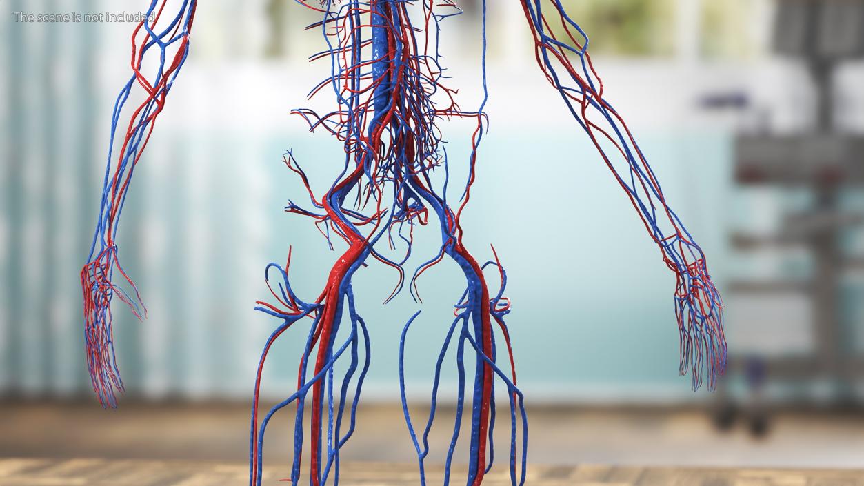 3D Girl Circulatory System model