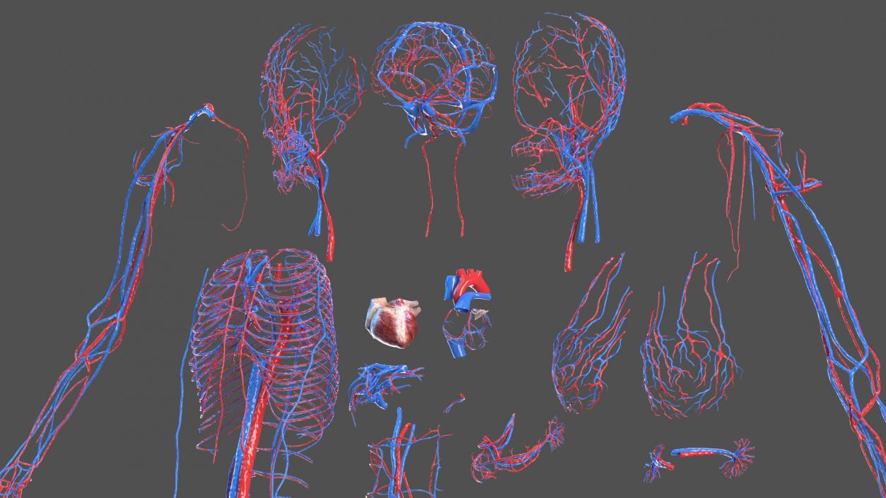 3D Girl Circulatory System model