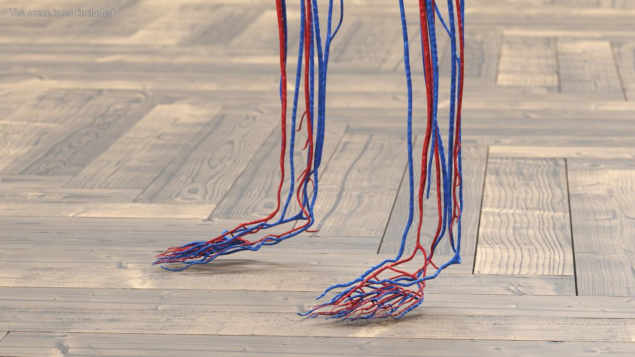 3D Girl Circulatory System model