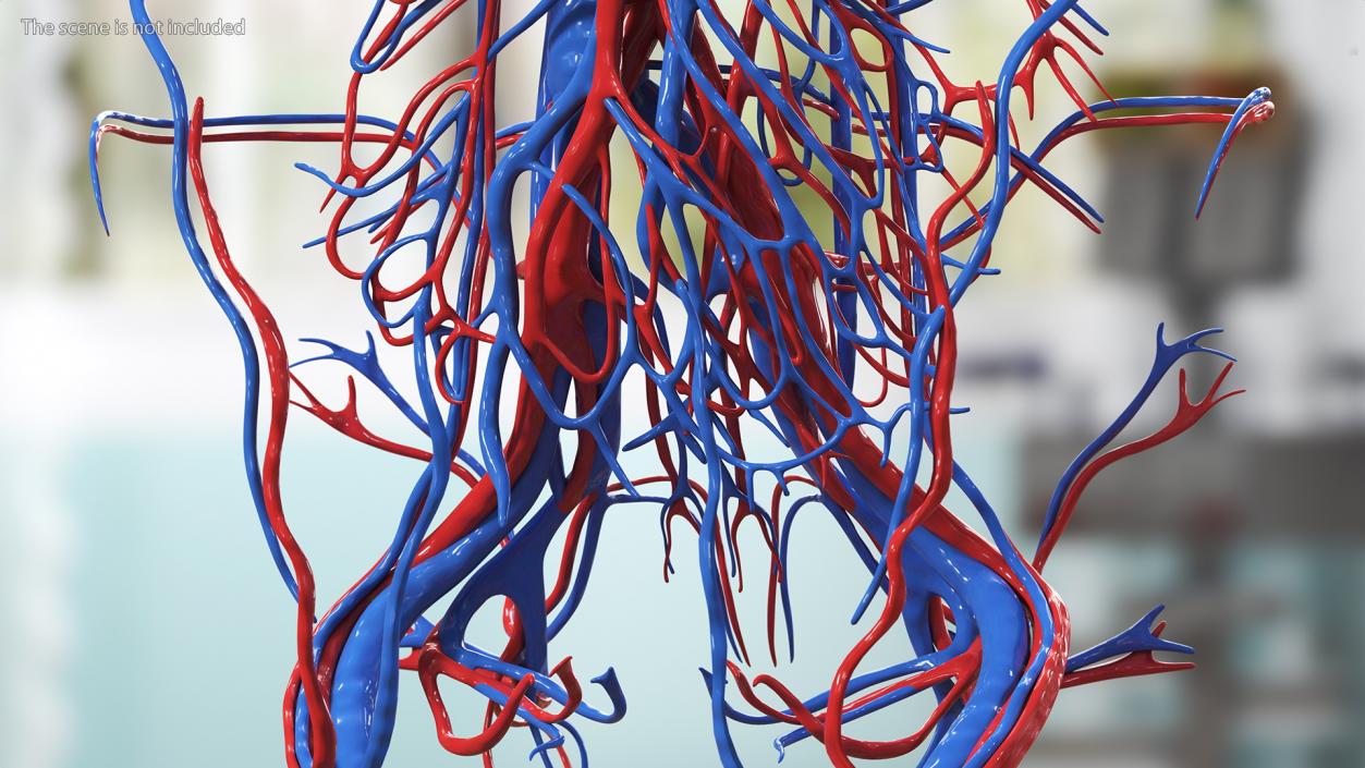 3D Girl Circulatory System model