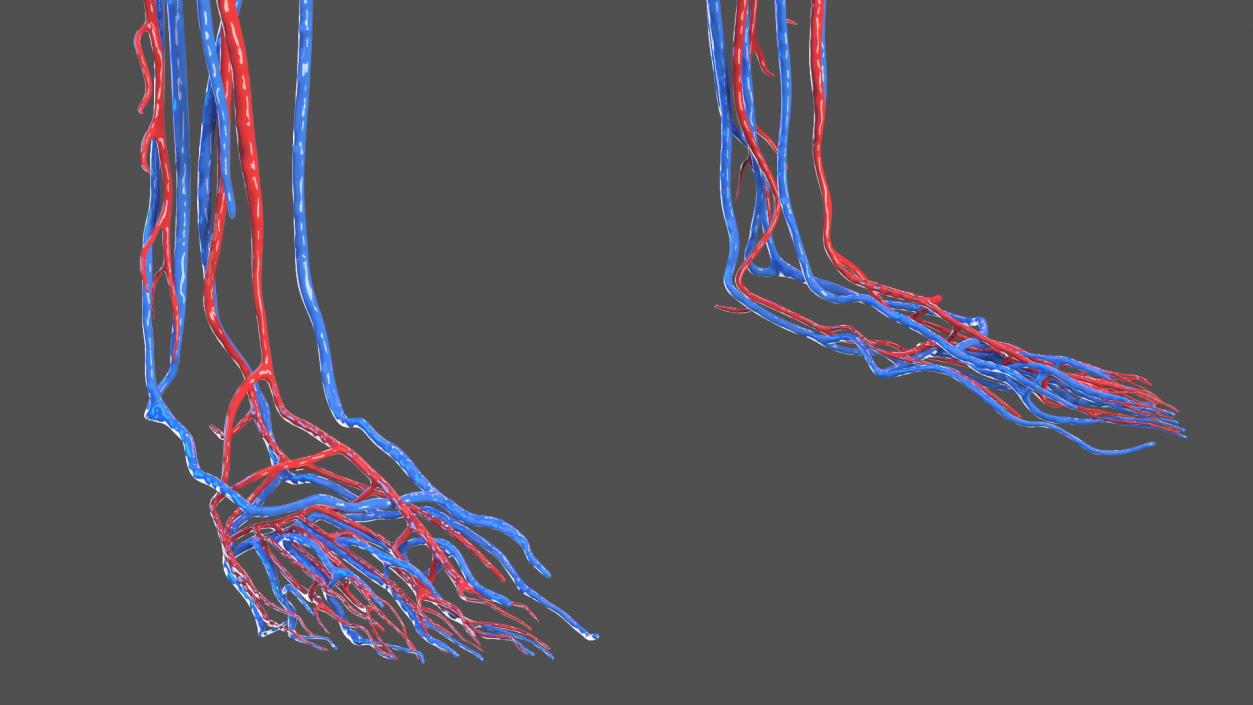 3D Girl Circulatory System model