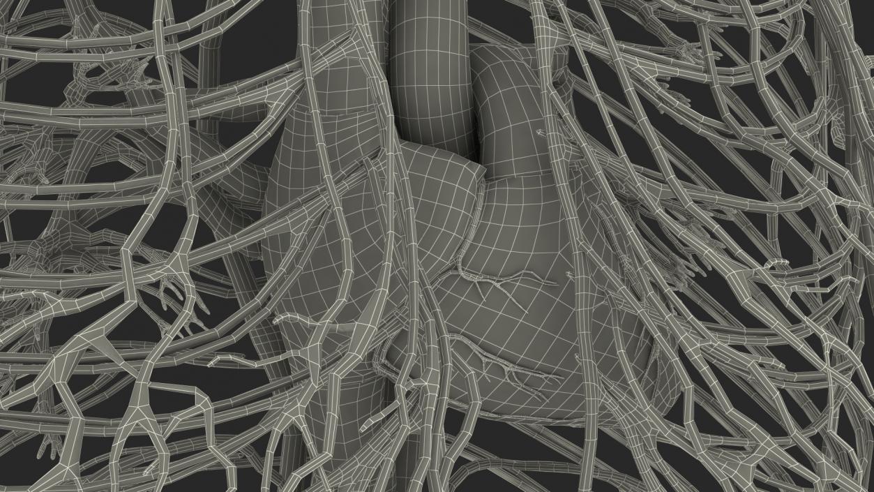 3D Girl Circulatory System model