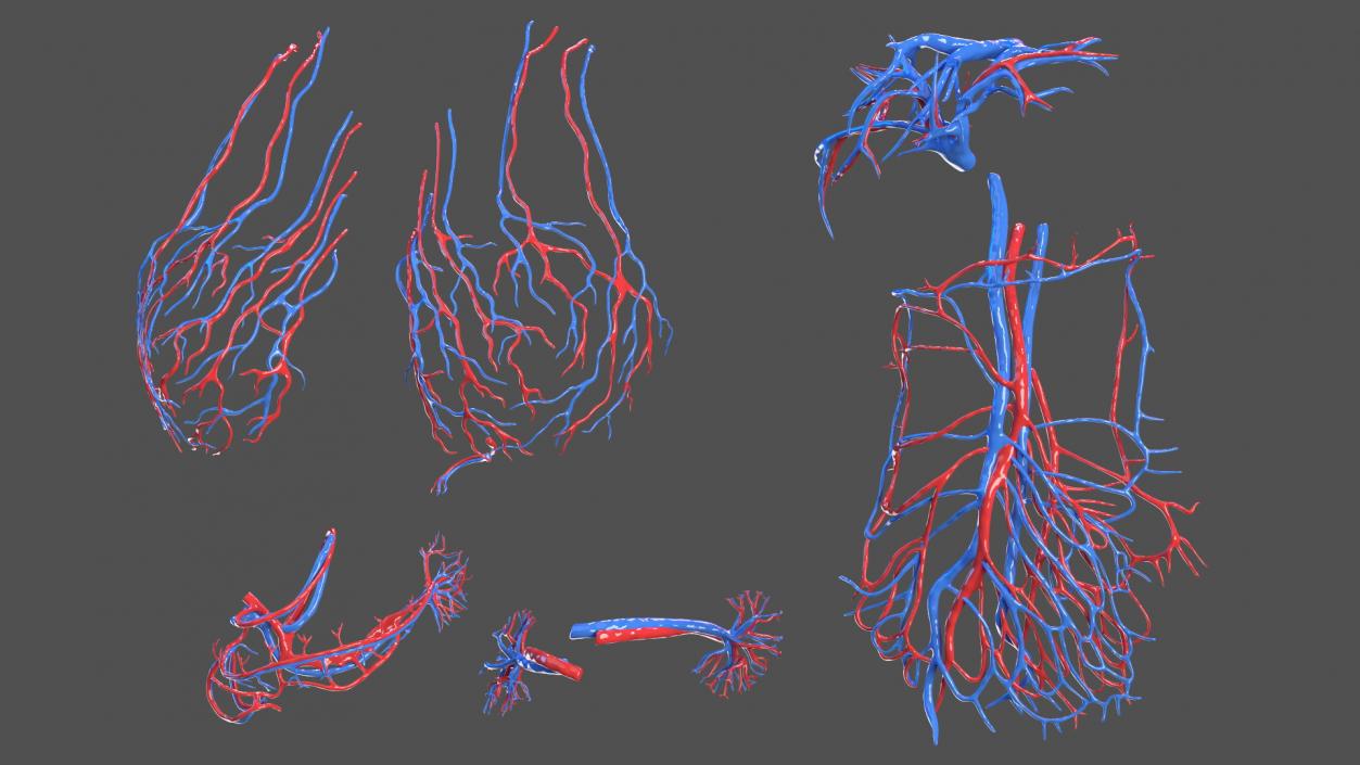 3D Girl Circulatory System model