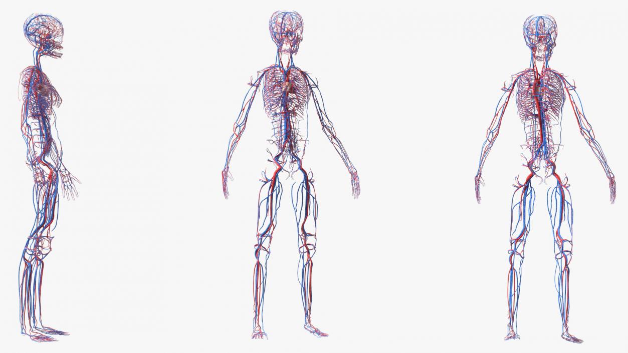 3D Girl Circulatory System model