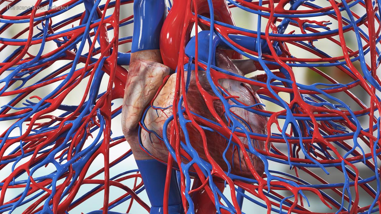 3D Girl Circulatory System model