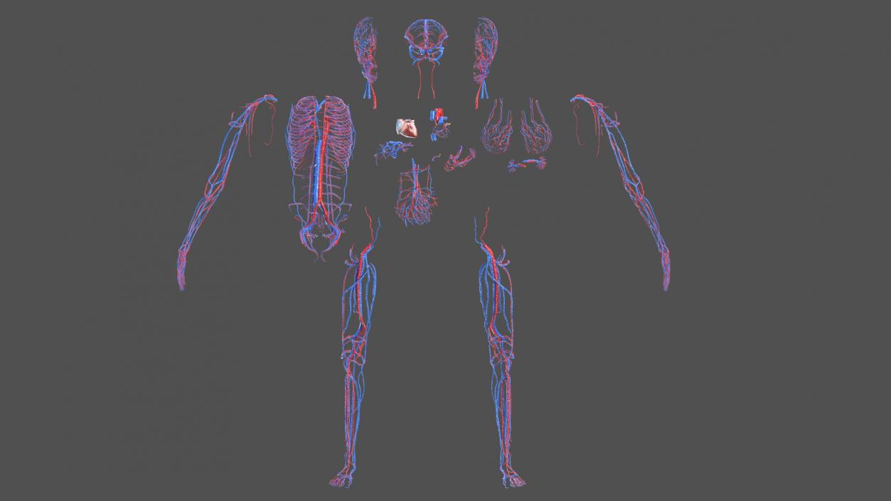 3D Girl Circulatory System model