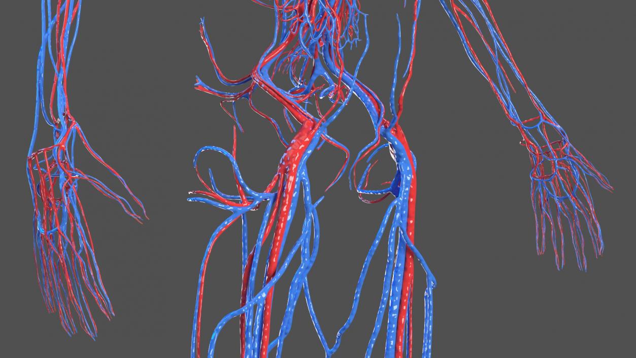 3D Girl Circulatory System model