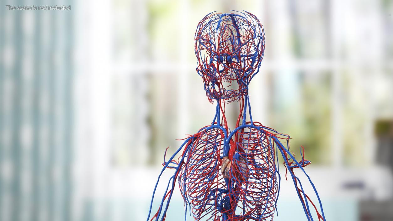 3D Girl Circulatory System model