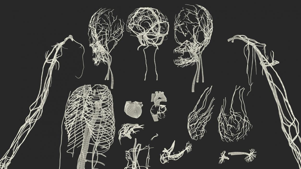 3D Girl Circulatory System model