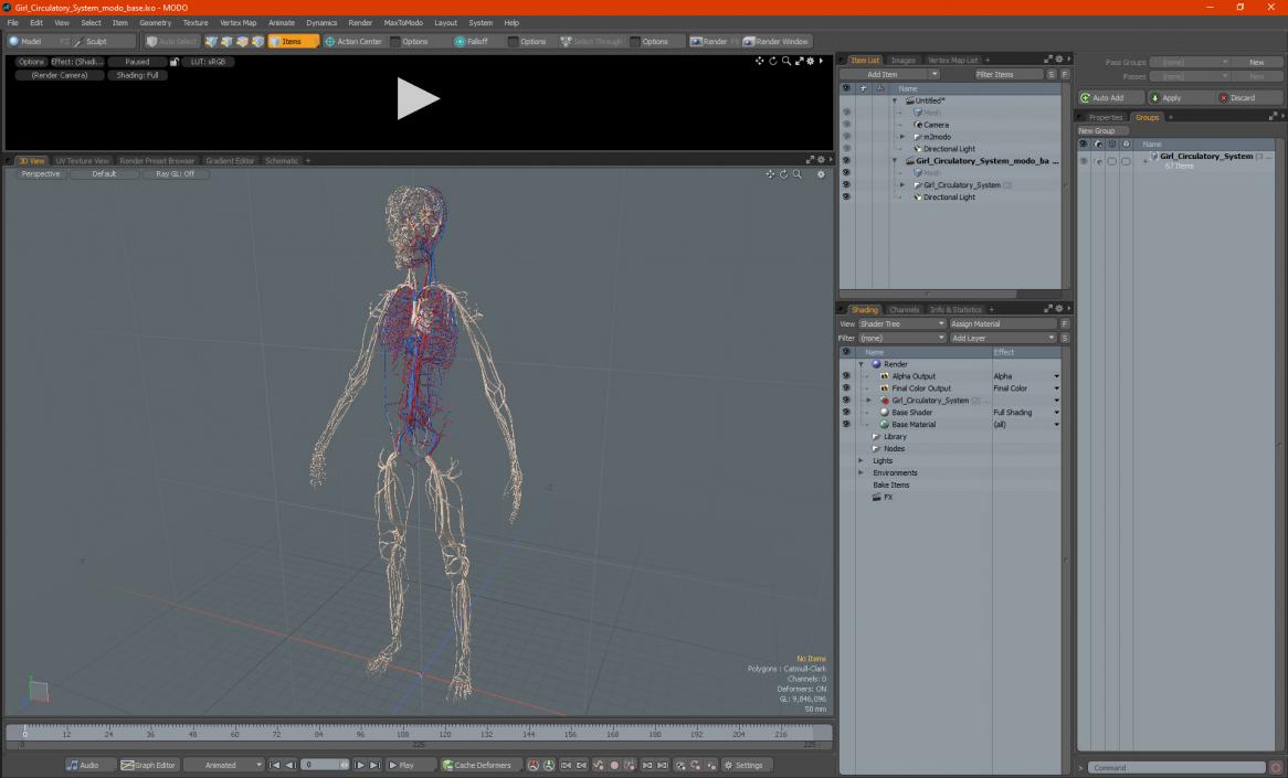 3D Girl Circulatory System model