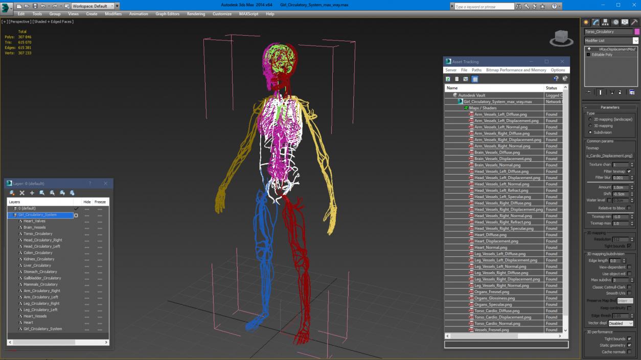 3D Girl Circulatory System model