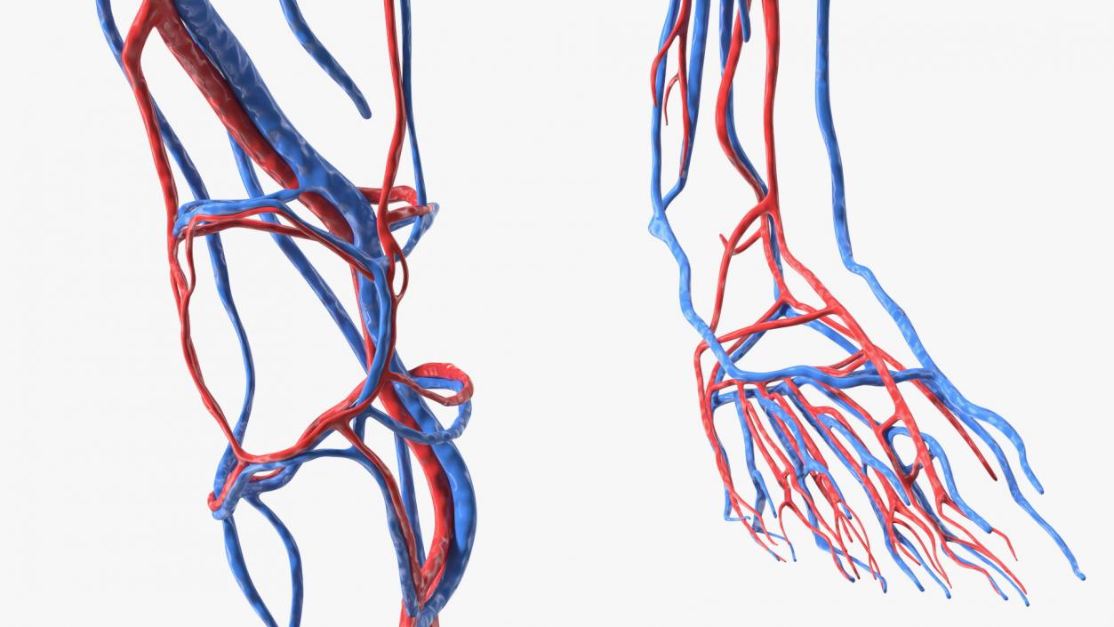 3D Girl Circulatory System model