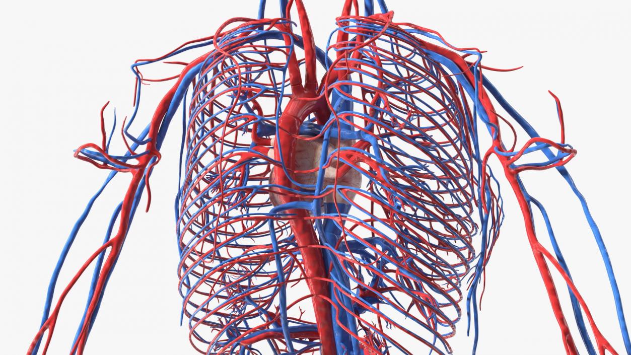 3D Girl Circulatory System model